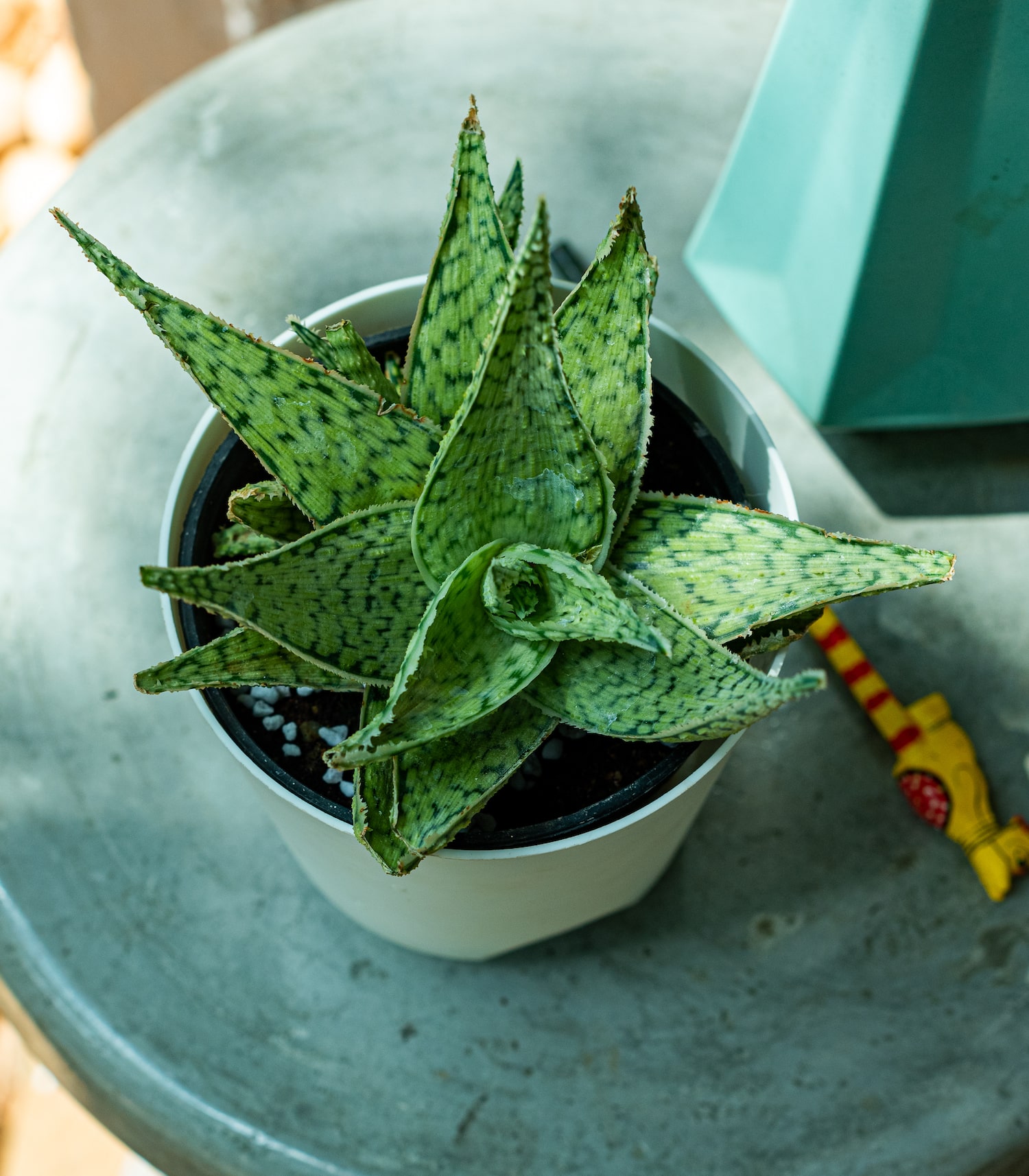Aloe vera variegated planted pots home garden hanging pots horticult