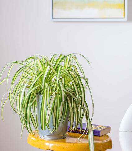 Chlorophytum comosum online plant shop buy indoor plants online horticult 1
