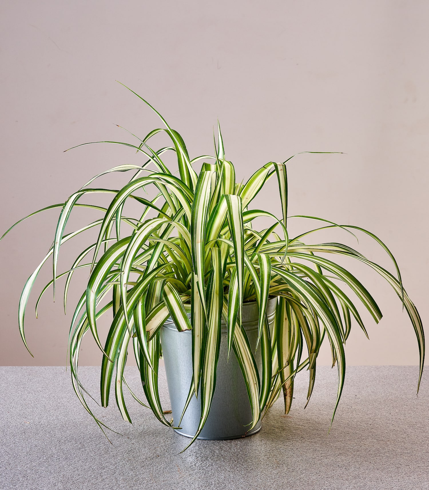 Chlorophytum comosum online plant shop indoor plants online horticult