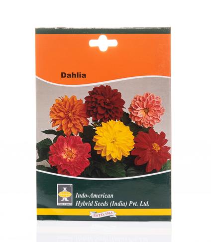 Dahlia Seeds