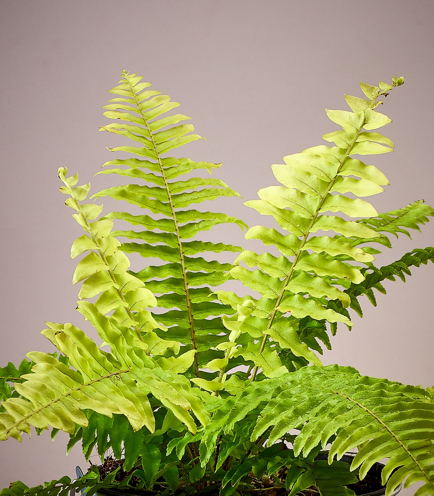 Image of Ferns plant