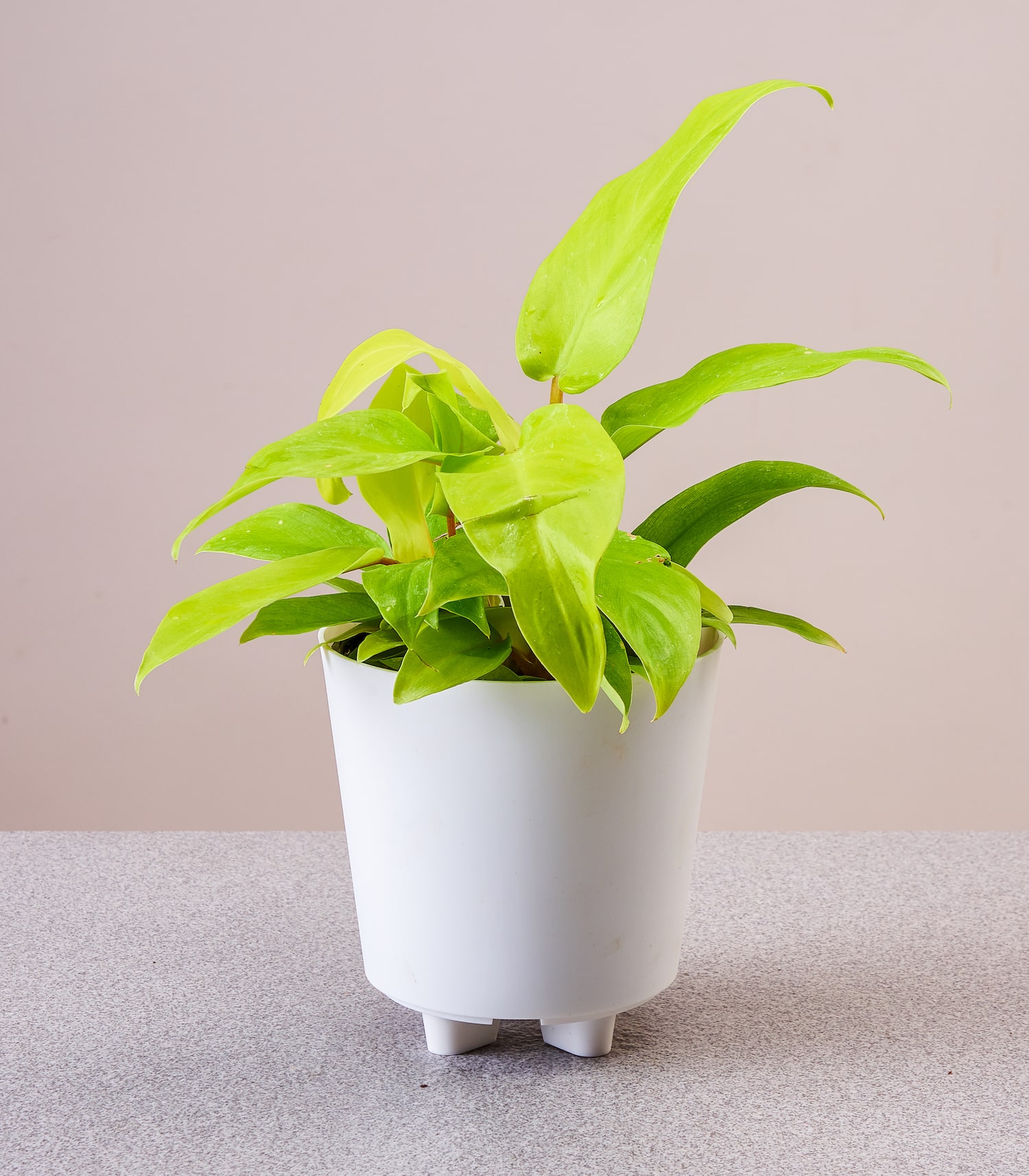 Ceylon | Buy Air Purifying Plants Online | House Plant | Best Gifting - Horticult