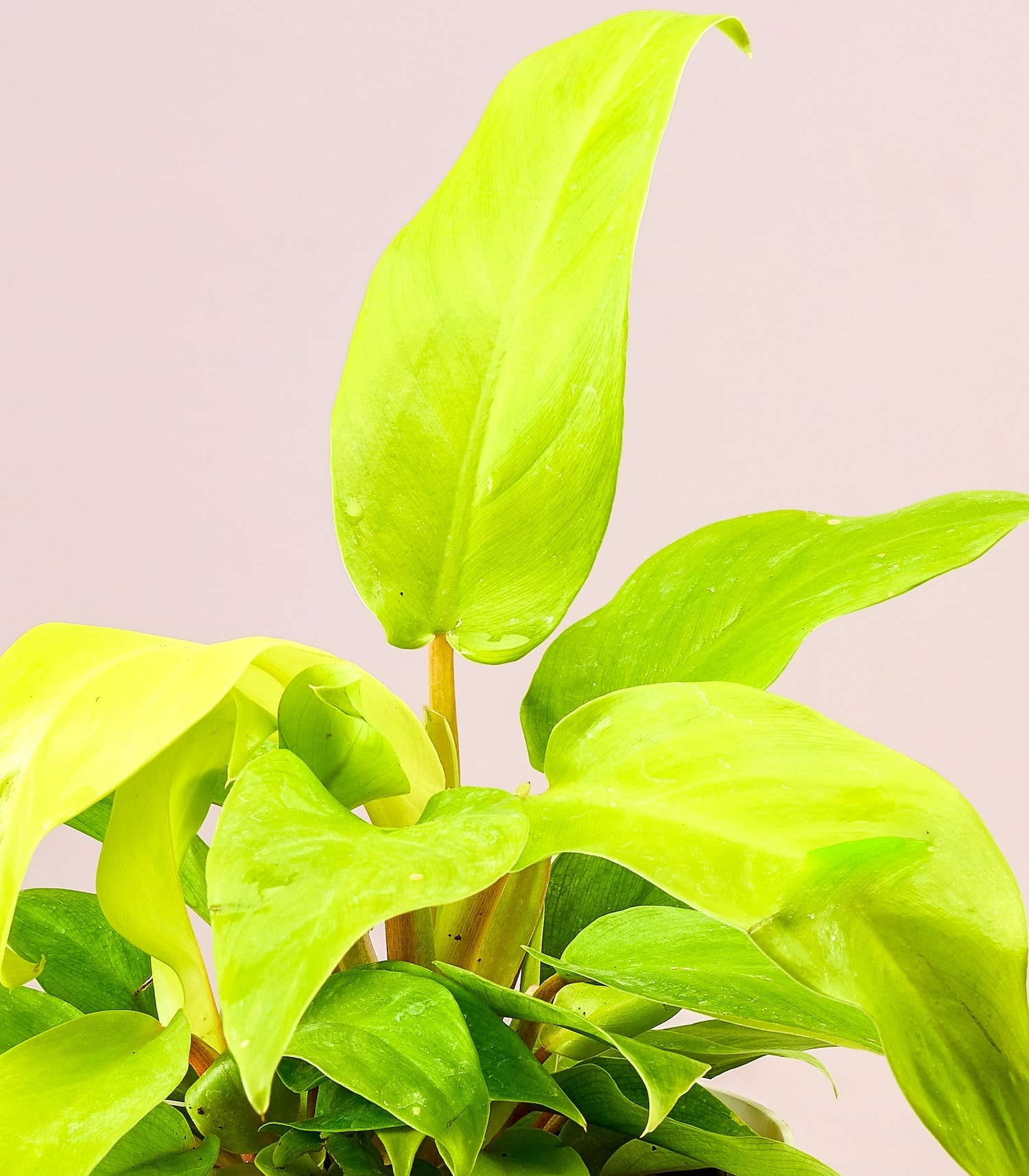 Philodendron ceylon online plant shop buy easy buy plants online nursery horticult
