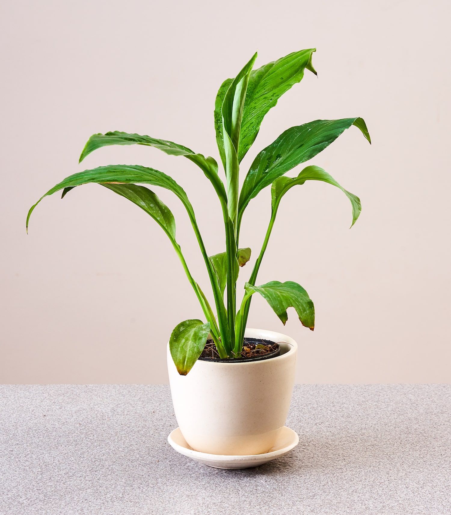 Spathiphyllum sensation order plants online plant nursery horticult