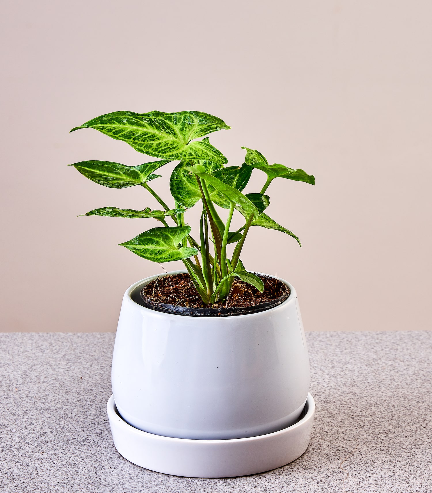 Syngonium Novoka | Buy Indoor Online | Best Balcony Plants | Live Plant Online - Horticult