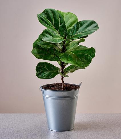 Fiddle Leaf Fig Plant in Soil Mix Plants for Pets Fig Trees Live Plants 4 Pack Evergreen Flowering Plants for Home Décor and Outdoor Garden Ficus Lyrata Houseplants Indoor Tree Real with Planter 