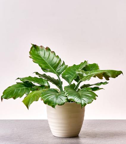 Philodendron pluto philodendron bipinnatifidum online plant nursery horticult